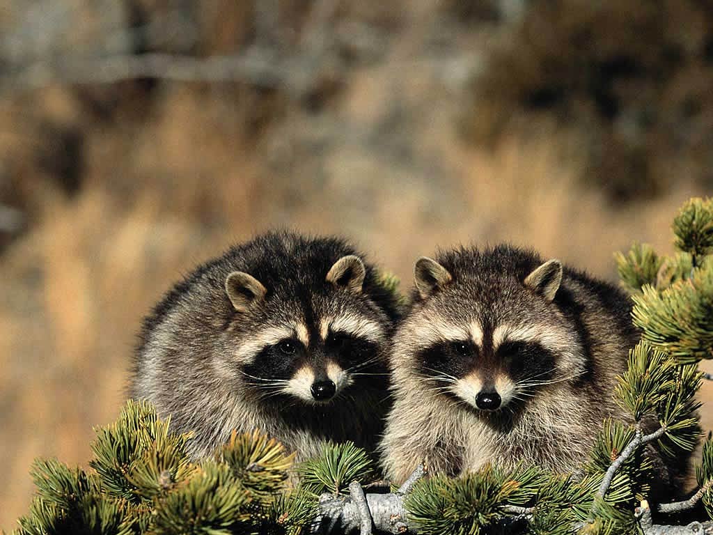 adaptations of a raccoon 4 ⇒ mouth parts o show adaptations for survival o bill: mouthpart of a bird o examples: • woodpecker: strong, pointed bills, look like chisels, chisel into bark to. adaptations of a raccoon 4 ⇒ mouth parts o show adaptations for survival o bill: mouthpart of a bird o examples: • woodpecker: strong, pointed bills, look like chisels, chisel into bark to.