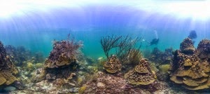 Google 'street view' , cara menikmati pemandangan bawah laut dari Google