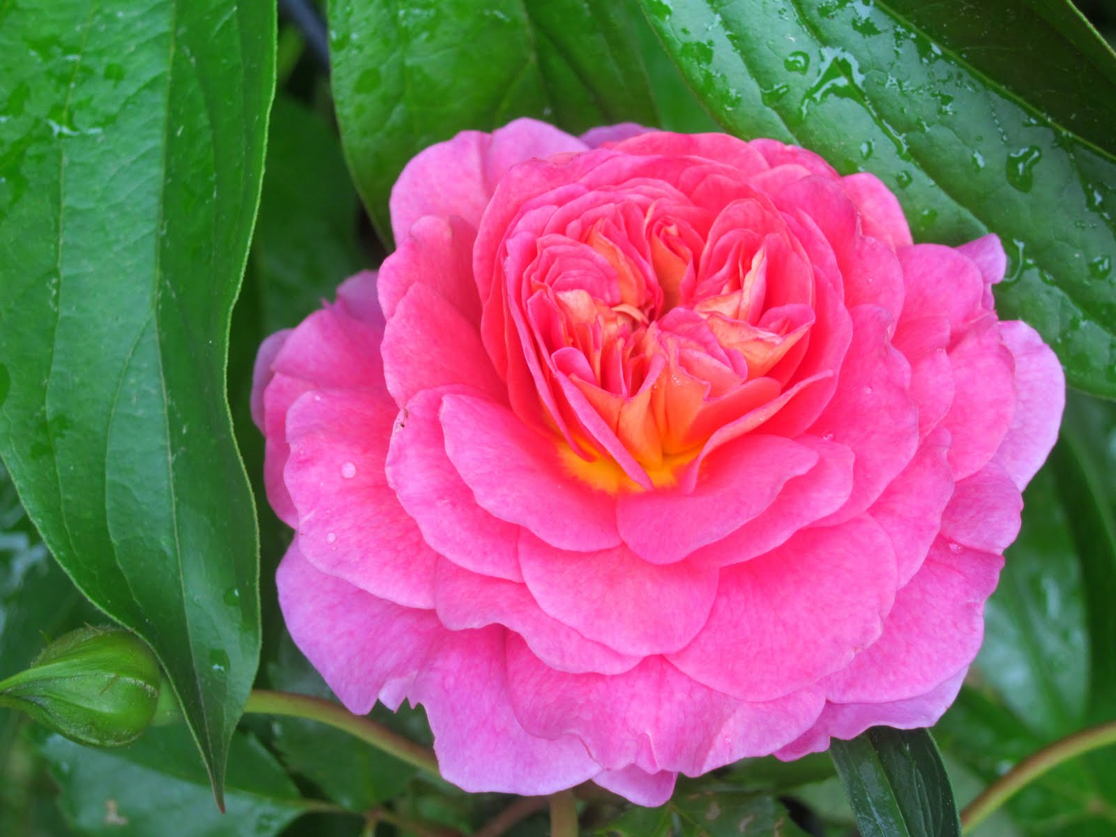 Bentobird first roses of may