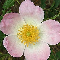 Dog Rose