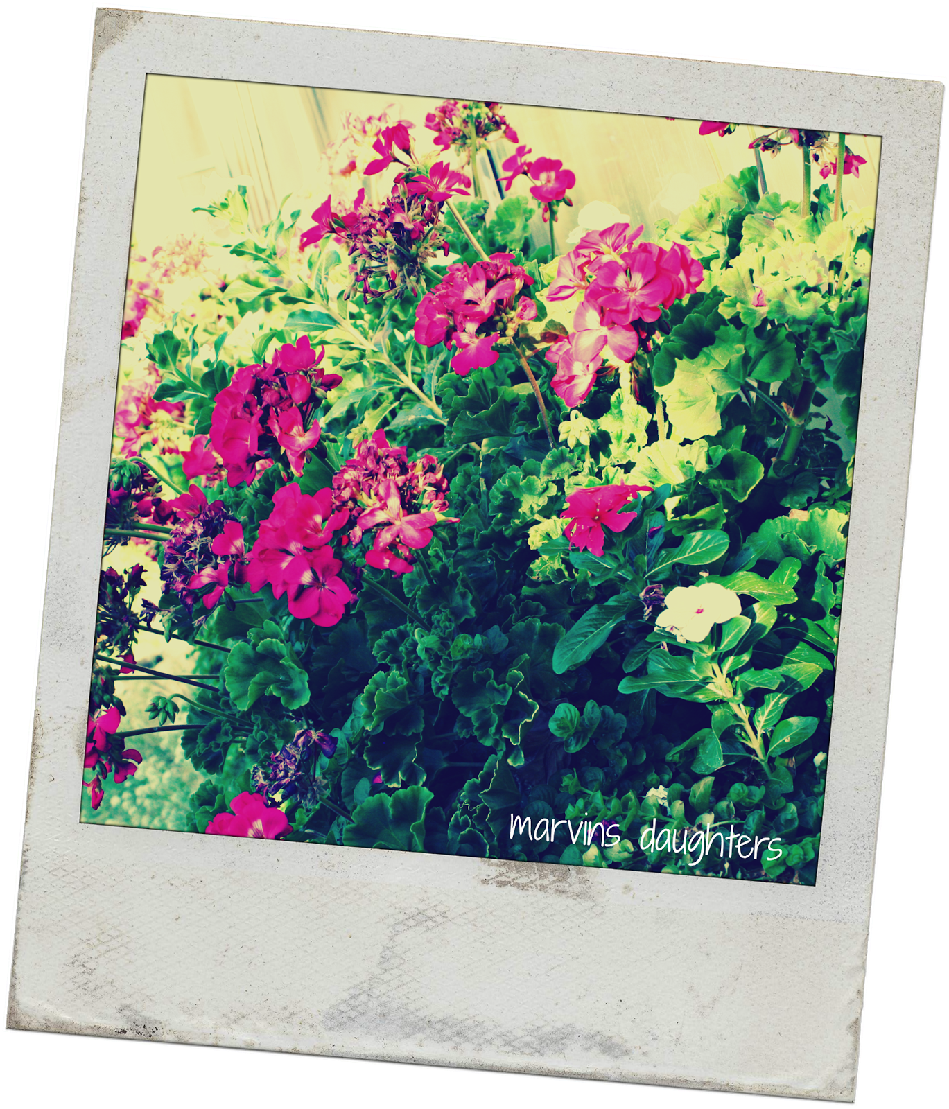 Marvinsdaughters Window Box Geraniums