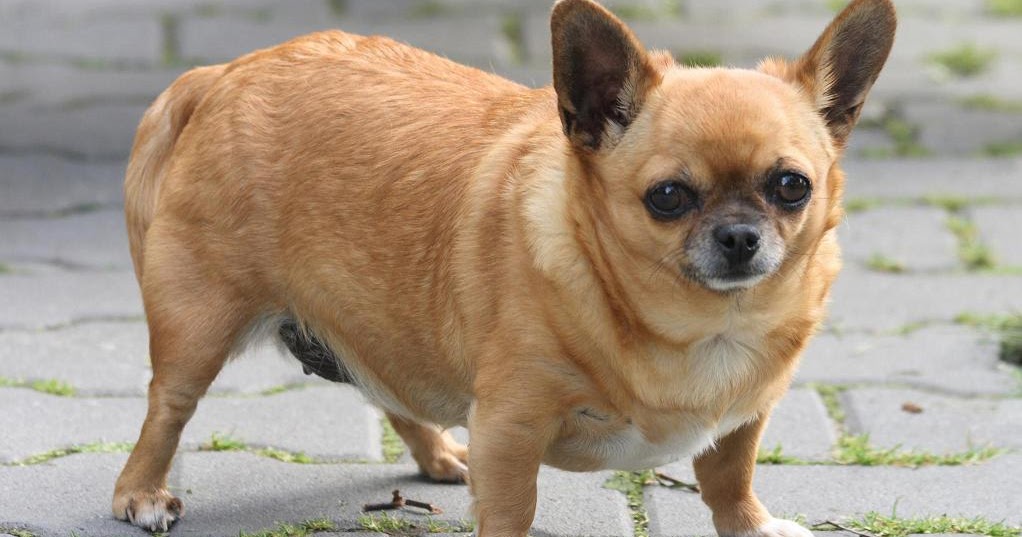 Chihuahua The Life of Animals