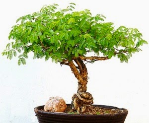 An Acacia Bonsai