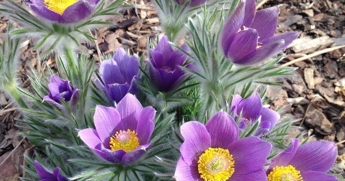JeffCo Gardener Landscaping With Colorado Native Plants Conference