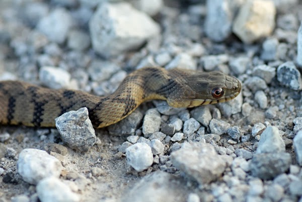 Rattlesnake Education And Awareness 2013