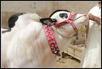 Cow Mandi, Cow Mandi 2015, Cow Mandi Pictures, Cow Mandi pics, Cow Mandi images, Cow Mandi photos, Cow Mandi videos, Cow Mandi karachi, Cow Mandi videos youtube, Cow Mandi youtube, Cow Mandi dailymotion, Cow Mandi videos dailymotion, Cow Mandi 2015, Cow Mandi 2014 videos, Cow Mandi  karachi videos, Cow Mandi facebook, Cow Mandi facebook 2014, Cow Mandi address, Cow Mandi pakistan, Cow Mandi karachi Pakistan, Cow Mandi sohrab goth, Cow Mandi dailymotion 2014,  Cow Mandi dailymotion 2015, Cow Mandi dailymotion 2016, Cow Mandi dailymotion 2017,  Cow Mandi 2015, Cow Mandi 2016 Cow Mandi 2017, Cow Mandi 2018, Cow Mandi facebook 2015, Cow Mandi facebook 2016, Cow Mandi facebook 2017, Cow Mandi facebook 2018, Cow Mandi facebook 2019,   Cow Mandi qurbani, Cow Mandi qurbani videos, Cow Mandi qurbani pictures, Cow Mandi qurbani 2014, Cow Mandi qurbani 2015, Cow Mandi qurbani 2016, Cow Mandi qurbani 2017, Cow Mandi qurbani facebook, Cow Mandi qurbani dailymotion, Cow Mandi qurbani youtube, Pan Mandi cow qurbani, Karachi Cow Mandi qurbani 2014, Qurbani Cow Mandi, Cow Mandi wallpapers, Cow Mandiwith songs, Cow Mandi websites, Cow Mandi location, Cow Mandi contact, Cow Mandi catwalk, Cow Mandi 2014 prices, Cow Mandi rate list, Cow Mandi 2014 karachi, Cow Mandi karachi 2015, Cow Mandi pakistan 2015, Cow Mandi bakra eid, Cow Mandi bakra eid pakistan, Cow Mandi bakra eid  2014 Pakistan, Cow Mandi bakra eid  2014, Cow Mandi bakra eid  2014 karachi, Eid Cow Mandi 2014, Eid Cow Mandi 2015, Eid Cow Mandi 2016, Eid Cow Mandi 2017, Cow Mandi express, Cow Mandi rawalpindi 2014,  Cow Mandi rawalpindi 2015, Cow Mandi rawalpindi 2016, Cow Mandi rawalpindi 2017, Cow Mandi rawalpindi rate, Cow Mandi rawalpindi Pictures, Today Cow Mandi, Top Cow Mandi, The Cow Mandi, Cow Mandi  updates, Cow Mandi 2014 updates, Cow Mandi  in karachi, Cow Mandi  in pakistan, Cow Mandi  india, Cow Mandi  islamabad, Cow Mandi  in karachi 2014, Cow Mandi  in pakistan 2014, Cow Mandi  in karachi video dailymotion, Cow Mandi  in Pakistan video dailymotion, Cow Mandi on facebook, Cow Mandi online, Cow Mandi  online 2014, Cow Mandi olx, Cow Mandi pics 2014, Cow Mandi pictures 2014,  Cow Mandi pics karachi, Cow Mandi 2014,  Cow Mandi at karachi, Cow Mandi at karachi 2014, Cow Mandi all pic, Cow Mandi all pic 2014, asia Cow Mandi, asia Cow Mandi 2014, afridi Cow Mandi 2014, afridi Cow Mandi, Cow Mandi sohrab goth 2014, Cow Mandi sohrab goth 2015, Cow Mandi sohrab goth 2016, Cow Mandi sohrab goth 2017, Cow Mandi sukkur 2014, Cow Mandi dilpasand, Cow Mandi dubai, Cow Mandi for sale, Cow Mandi flight, Cow Mandi fsd, Cow Mandi faislabad, Cow Mandi games, 2014, Cow Mandi games 2015, Cow Mandi hyderabad, Cow Mandi highway, Cow Mandi hyderabad 2014, Cow Mandi lahore, Cow Mandi lasania, Cow Mandi live, Cow Mandi funny clips 2014, Big Cow Mandi 2014, Cow Mandi new 2014, new Cow Mandi karachi 2014,  Cow Mandimovie, Cow Mandi multan, Cow Mandi malir, Cow Mandi map,bakra Mandi, bakra Mandi 2014, bakra Mandi Pictures, bakra Mandi pics, bakra Mandi images, bakra Mandi photos, bakra Mandi videos, bakra Mandi karachi, bakra Mandi videos youtube, bakra Mandi youtube, bakra Mandi dailymotion, bakra Mandi videos dailymotion, bakra Mandi 2015, bakra Mandi 2014 videos, bakra Mandi karachi videos, bakra Mandi facebook, bakra Mandi facebook 2014, bakra Mandi address, bakra Mandi pakistan, bakra Mandi karachi Pakistan, bakra Mandi sohrab goth, bakra Mandi dailymotion 2014, bakra Mandi dailymotion 2015, bakra Mandi dailymotion 2016, bakra Mandi dailymotion 2017, bakra Mandi 2015, bakra Mandi 2016 bakra Mandi 2017, bakra Mandi 2018, bakra Mandi facebook 2015, bakra Mandi facebook 2016, bakra Mandi facebook 2017, bakra Mandi facebook 2018, bakra Mandi facebook 2019, bakra Mandi qurbani, bakra Mandi qurbani videos, bakra Mandi qurbani pictures, bakra Mandi qurbani 2014, bakra Mandi qurbani 2015, bakra Mandi qurbani 2016, bakra Mandi qurbani 2017, bakra Mandi qurbani facebook, bakra Mandi qurbani dailymotion, bakra Mandi qurbani youtube, Pan Mandi bakra qurbani, Karachi bakra Mandi qurbani 2014, Qurbani bakra Mandi, bakra Mandi wallpapers, bakra Mandiwith songs, bakra Mandi websites, bakra Mandi location, bakra Mandi contact, bakra Mandi catwalk, bakra Mandi 2014 prices, bakra Mandi rate list, bakra Mandi 2014 karachi, bakra Mandi karachi 2015, bakra Mandi pakistan 2015, bakra Mandi bakra eid, bakra Mandi bakra eid pakistan, bakra Mandi bakra eid 2014 Pakistan, bakra Mandi bakra eid 2014, bakra Mandi bakra eid 2014 karachi, Eid bakra Mandi 2014, Eid bakra Mandi 2015, Eid bakra Mandi 2016, Eid bakra Mandi 2017, bakra Mandi express, bakra Mandi rawalpindi 2014, bakra Mandi rawalpindi 2015, bakra Mandi rawalpindi 2016, bakra Mandi rawalpindi 2017, bakra Mandi rawalpindi rate.