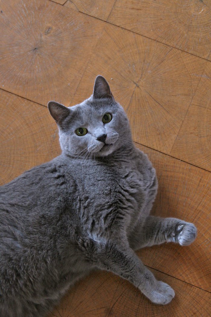 What Difference Trojan Enz. cat in the way .