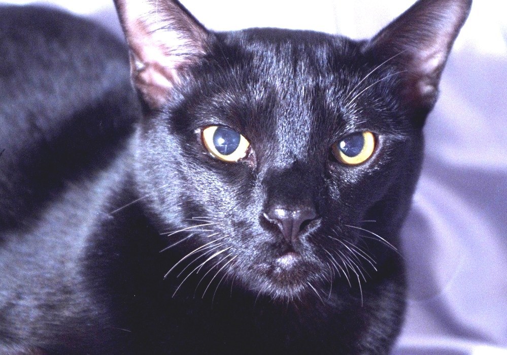 Bombay Cat Black Bombay Cat