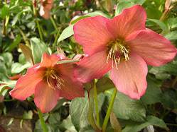 'Rosemary' Hellebore