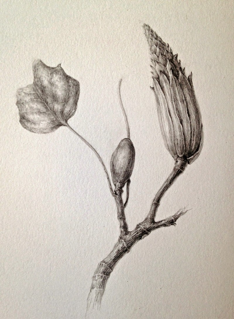 Dianne Sutherland: Day 7 and 8. Tulip Tree, Seed - Head in Watercolour and  Graphite