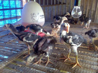 CARA MERAWAT ANAK AYAM BANGKOK 