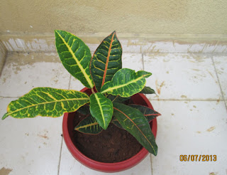 Croton growing in container