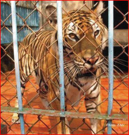 Tiger Farming