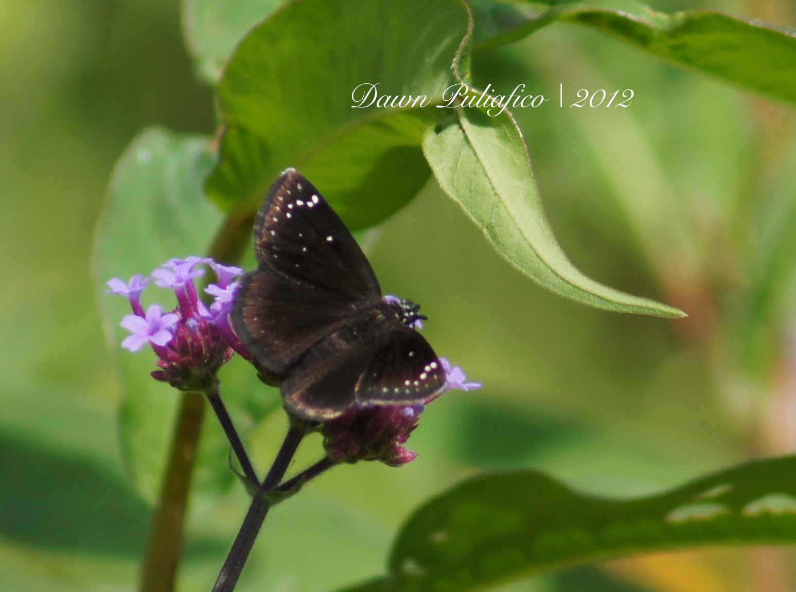 Things with Wings Massachusetts Butterflies