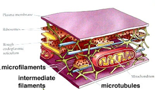 mikrotubulus dan mikrofilamen