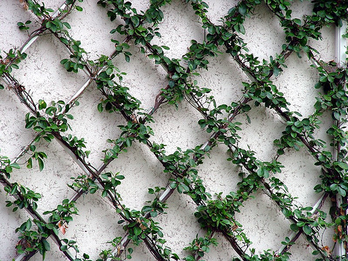 lamb & blonde: My Dream Garden