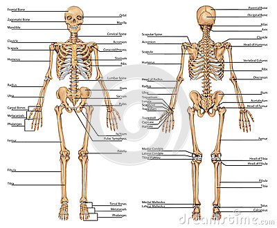 Esqueleto Humano Vista Anterior Y Posterior Esqueleto Humano Vista Anterior Y Posterior