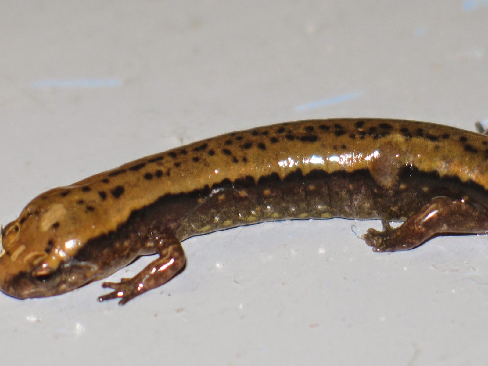 Living Alongside Wildlife Part V The Conclusion of Natural Springs