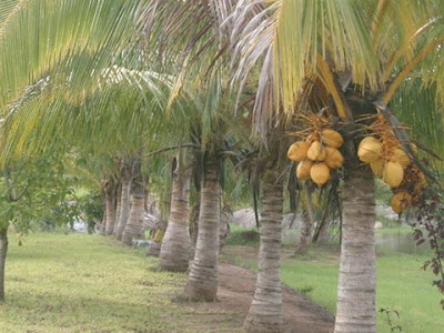 Abatidos cerca de seis mil coqueiros infestados pela “clyd” Abatidos cerca de seis mil coqueiros infestados pela “clyd”
