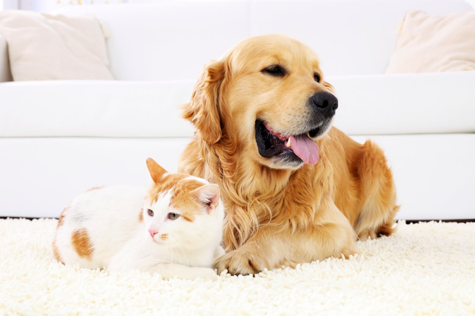 A Pet Friendly Home · Triple S Carpet & Drapery Cleaners
