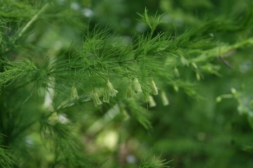 Sparanghelul Salbatic Din Padure Umbra Iepurelui Asparagus