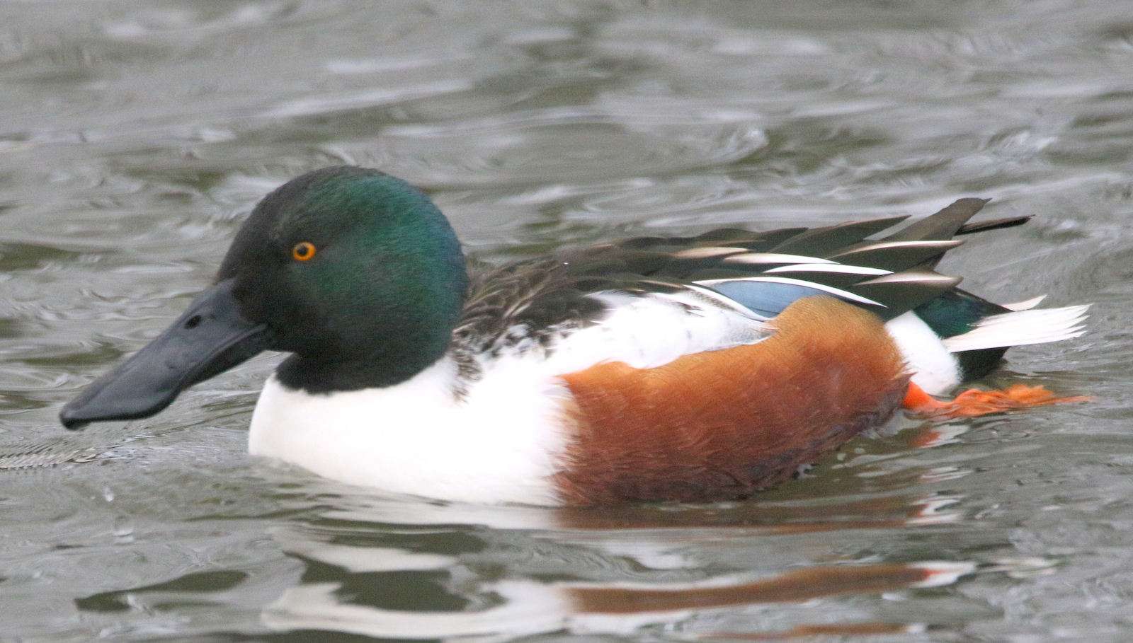 Wibsey Park Shoveler