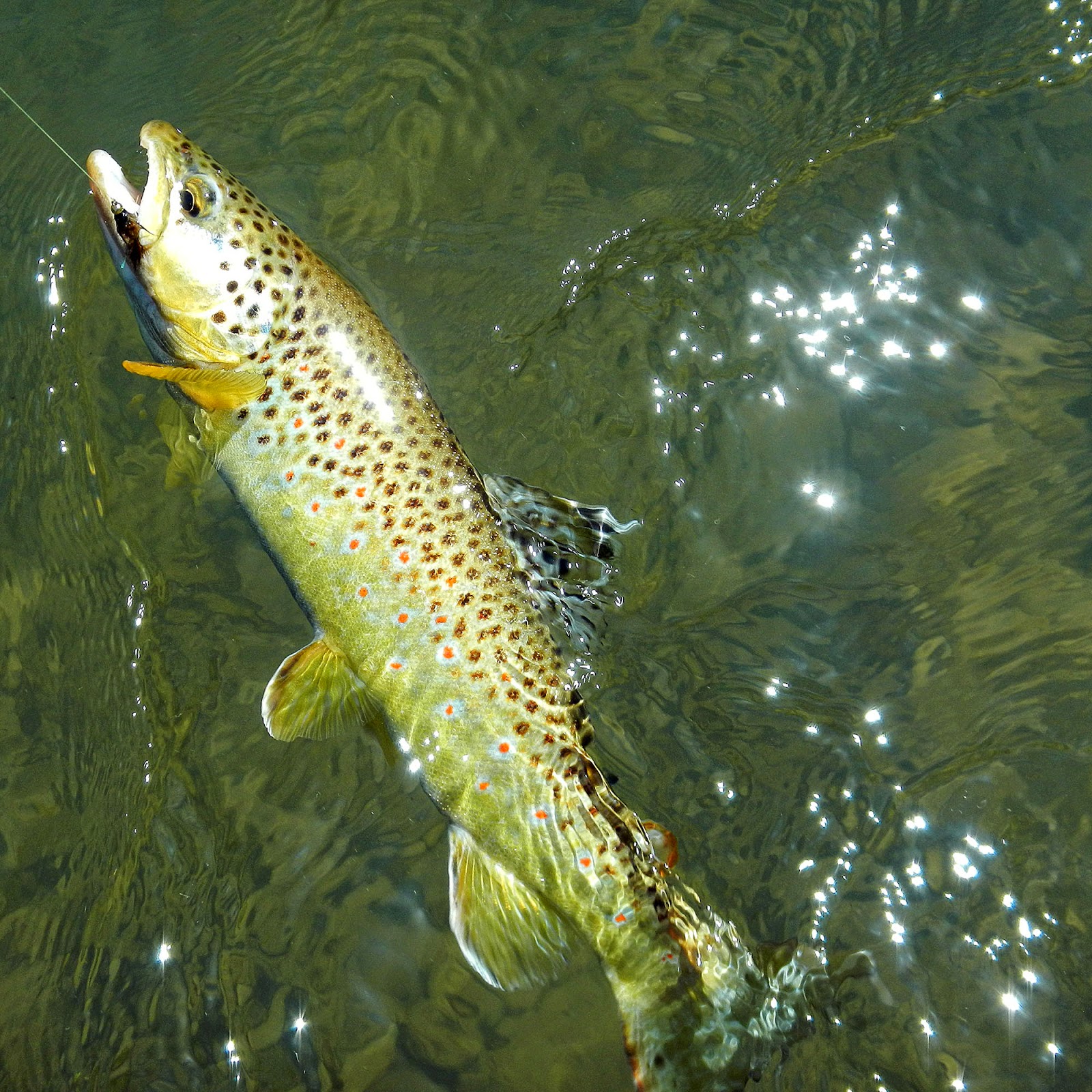 FORREST GLADDING Fly Fishing Blacksmith Fork