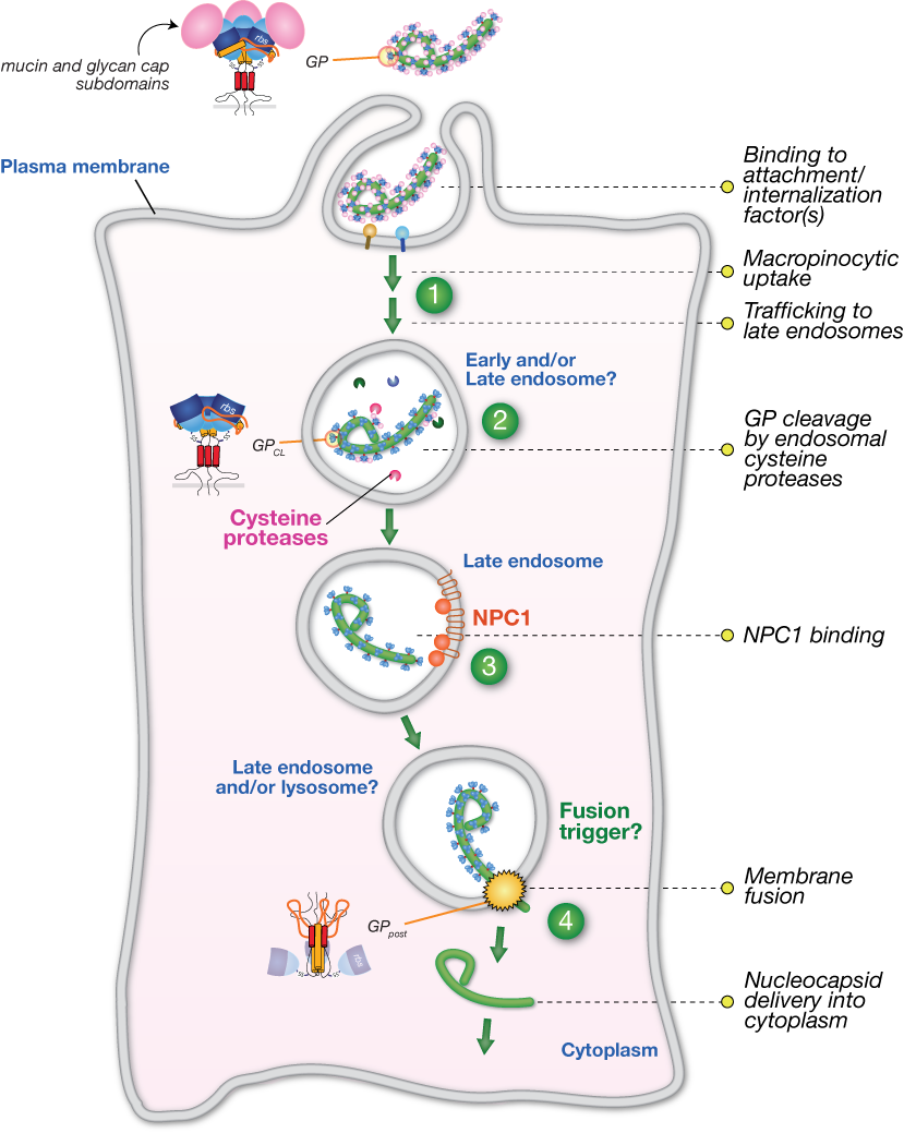 ebola ebola ebola The current outbreak of the ebola virus is the worst in history here is a look at the causes, the symptoms and the history of the deadly disease. ebola ebola ebola The current outbreak of the ebola virus is the worst in history here is a look at the causes, the symptoms and the history of the deadly disease.
