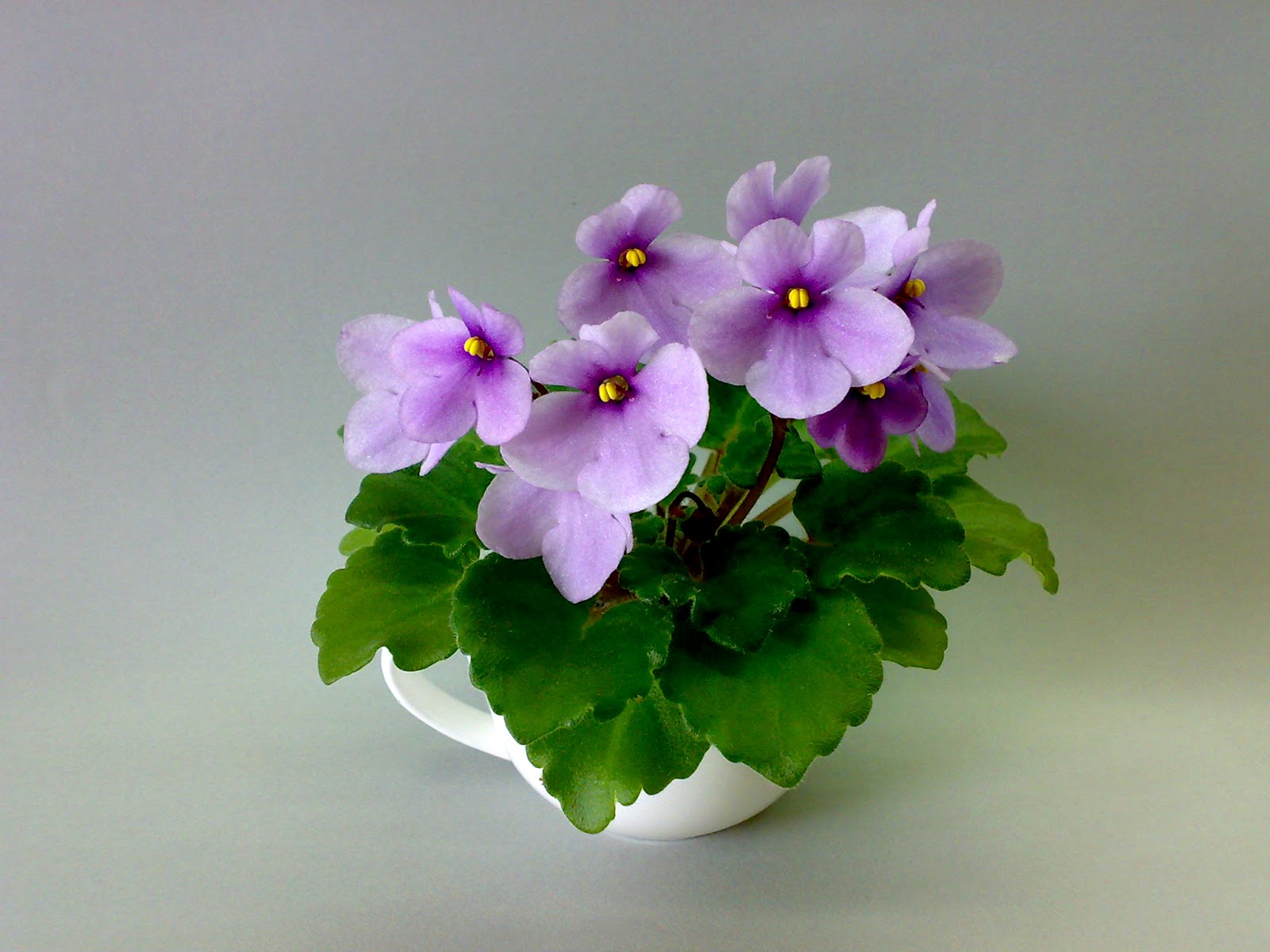 Фиалка Невский Фото И Описание – Telegraph