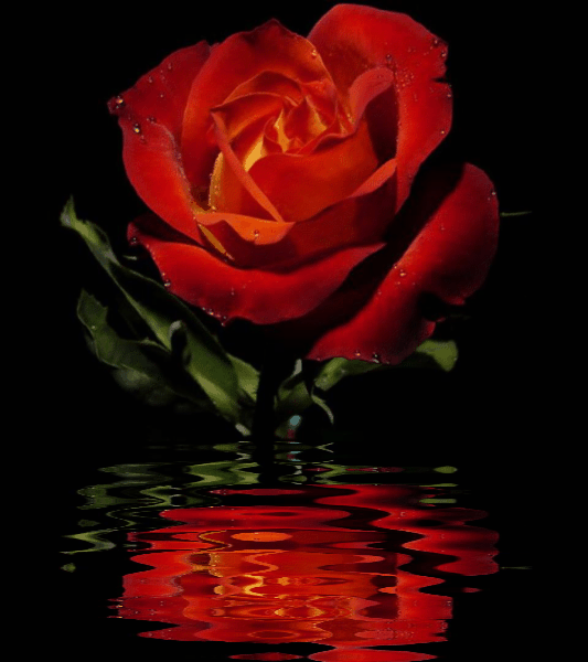 EVIDÊNCIAS... Rosas,imagens com movimentos