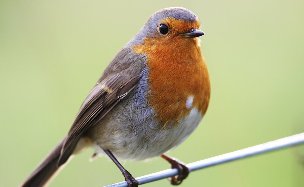 Robin The Life of Animals