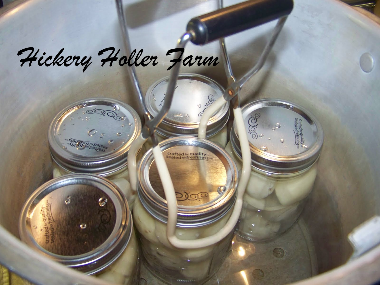 Hickery Holler Farm Canning New Potatoes