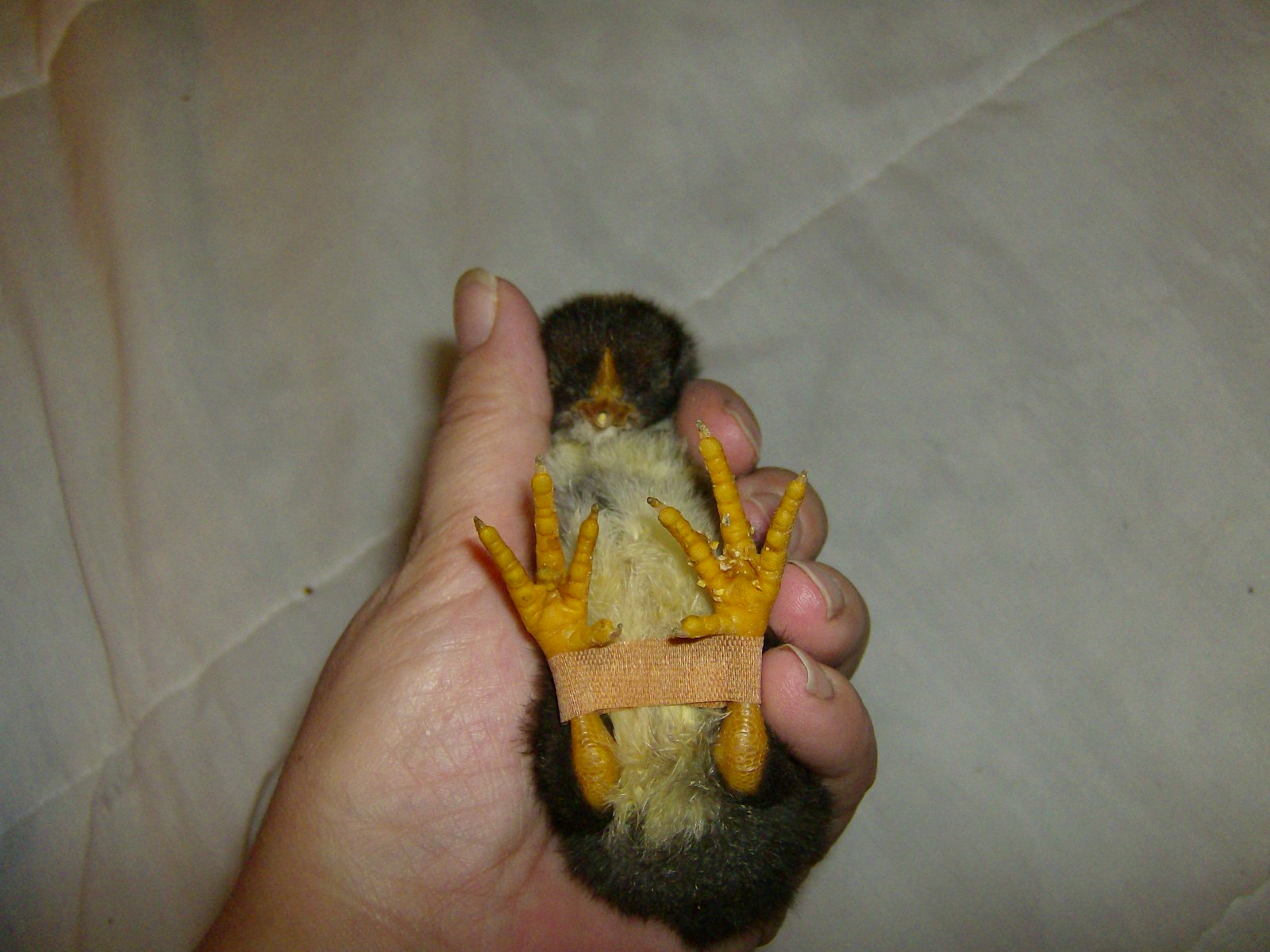 All about raising chickens! Splayed leg chicken and how to fix it