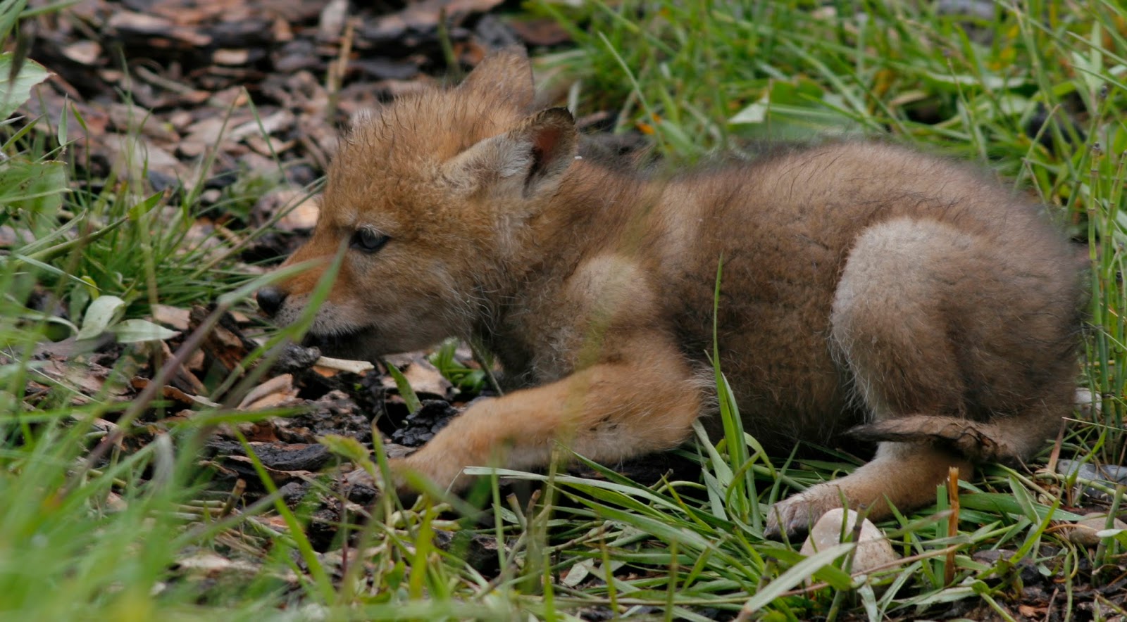 Fy Nyth...: Coyote Puppies!