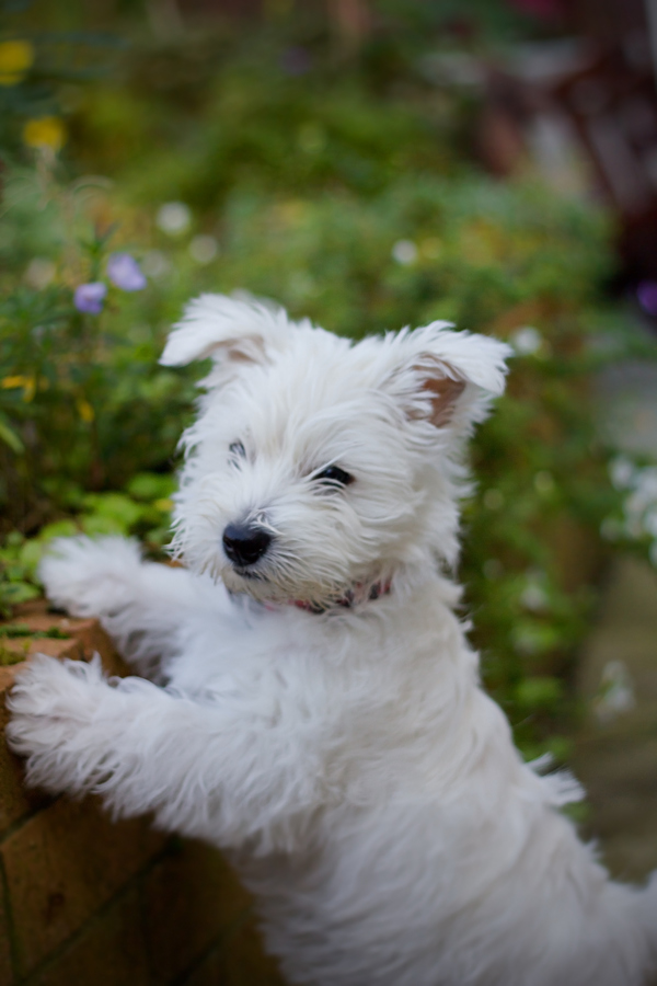 One Dog Love Dog of the week West Highland White Terrier