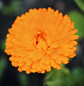 Marigold © Louise Jolley Photography