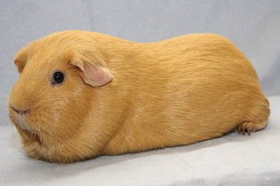 All Things Guinea Pig: Cavy Colours
