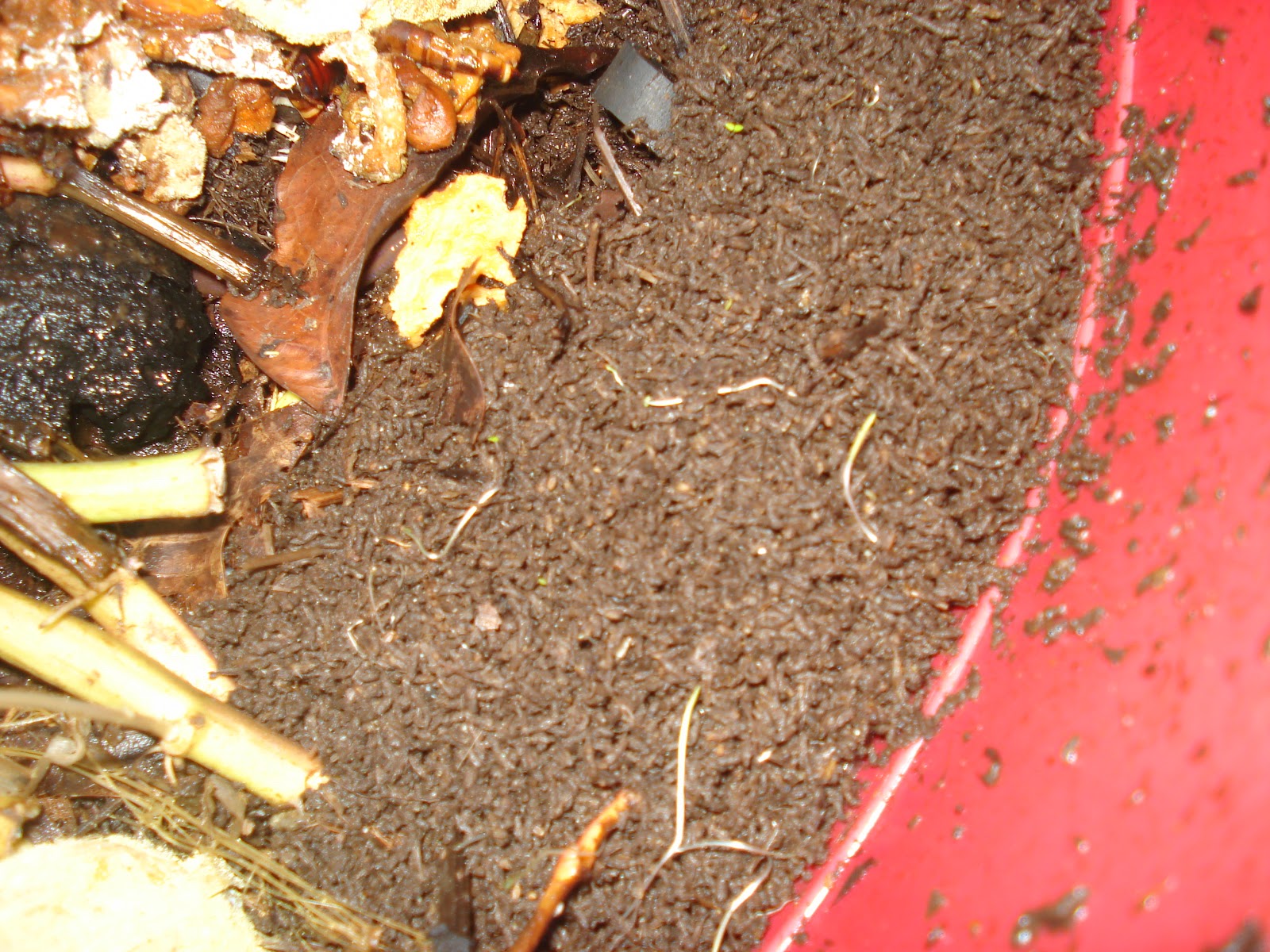 Super Worm Friends of Alain Ray 1 Major Benefit of Breeding Superworms