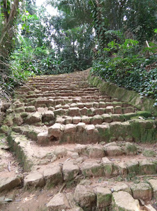 Steps in the Equatorial Forest Park inside Entebbe Botanical gardens.