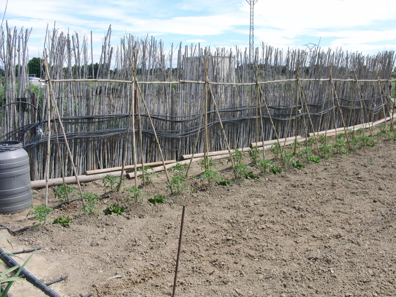 Un Huerto Familiar: mayo 2013