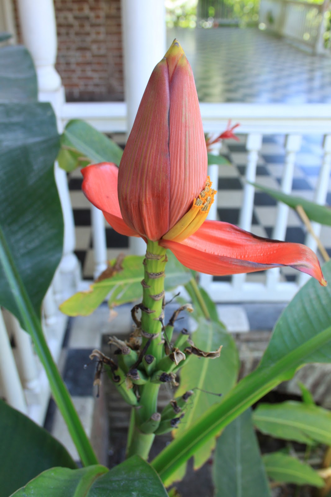 JAMAICA Exxperience JAMAICA Exxperience 40 Jamaican Flowers 2