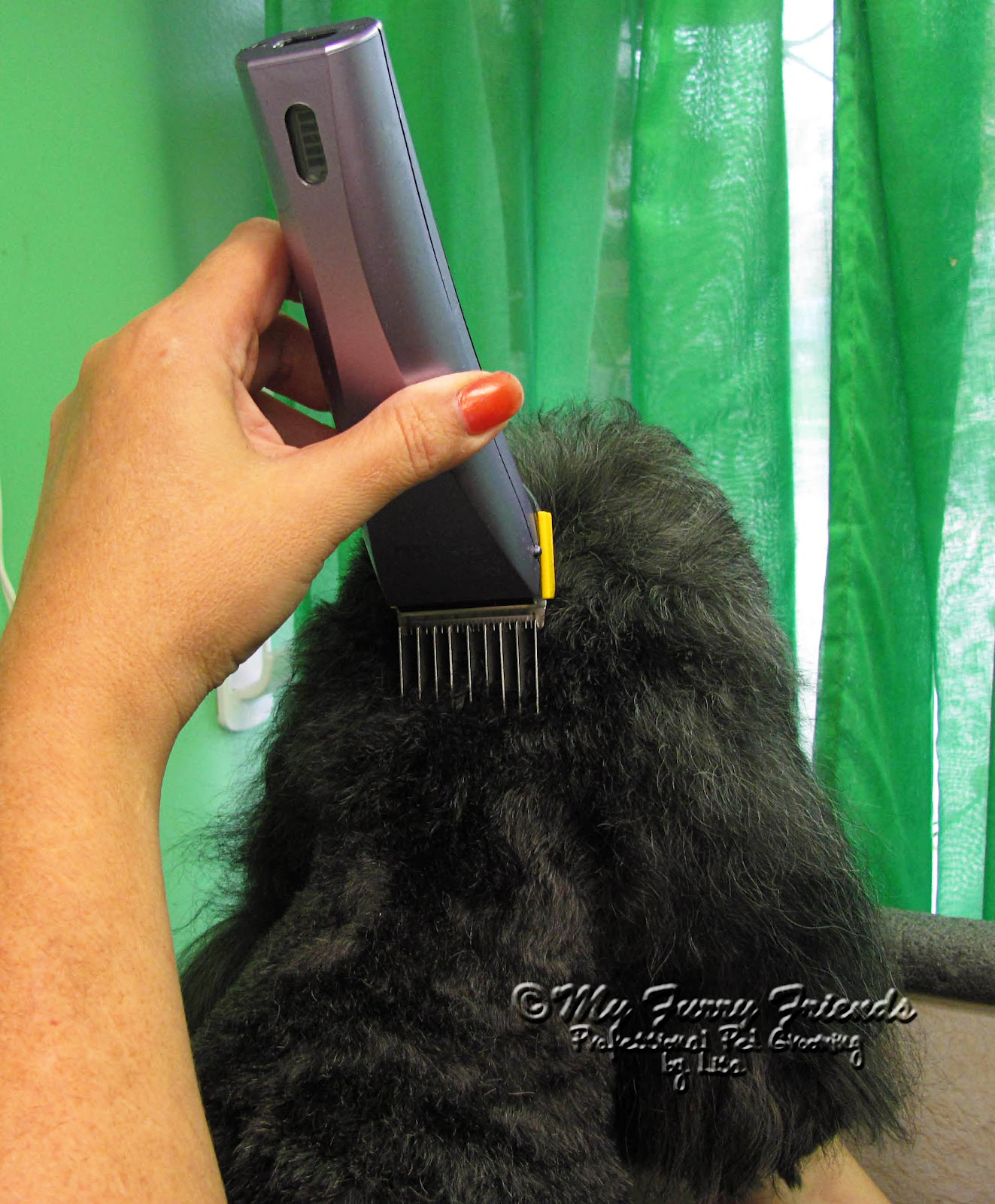 Dog Grooming Curly Hair Head Look Good Dog Grooming Curly Hair Head Look Good
