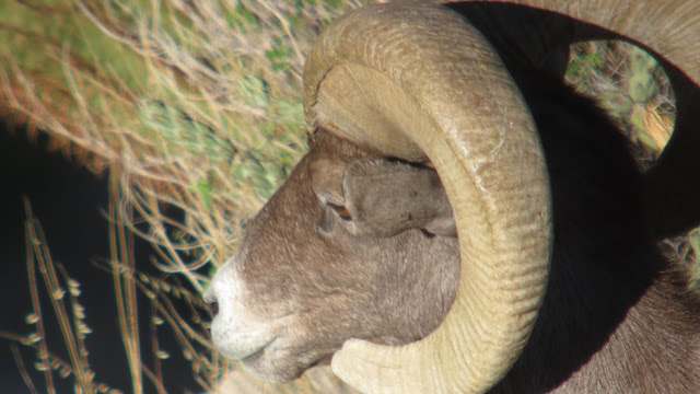 Desert+Bighorn+Sheep+Hunting+Pictures+with+Jay+Scott+Outdoors+7.JPG