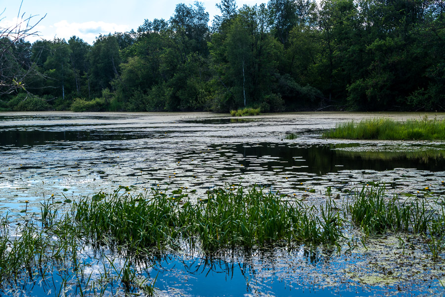 Лесами, на север (на вело, 1020 фоток)