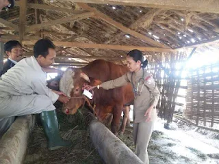 Hewan Qurban Di Sejumlah Tempat Penampungan Di Razia