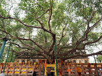 Cây Bồ Đề tại Thánh địa Bodh Gaya - nơi Đức Phật thành đạo