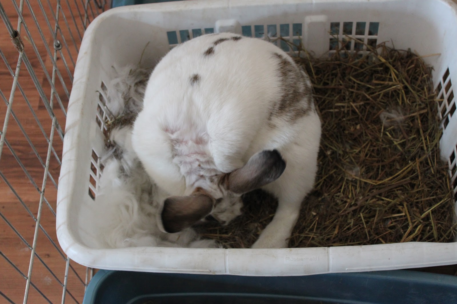 to Beaver Creek Homestead How Bunnies Give Birth