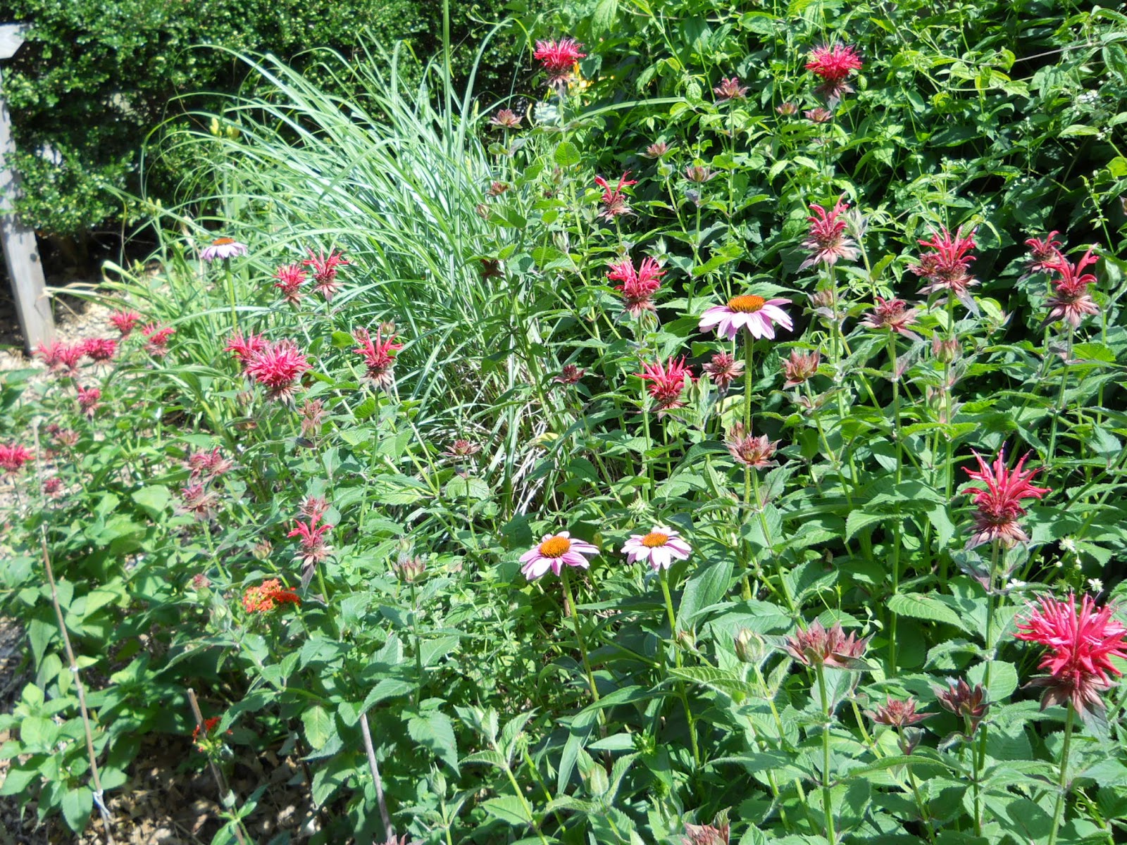 Lemon Verbena Lady's Herb Garden: I Guess I Need to Talk About Powdery