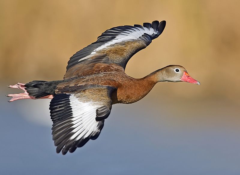 the wild life hunting black bellied whistling ducks florida gators christmas tree