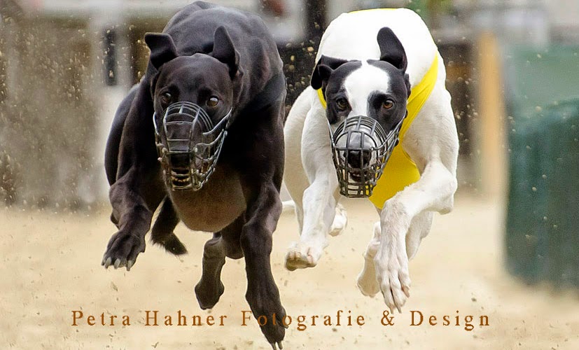 crazy runners whippets